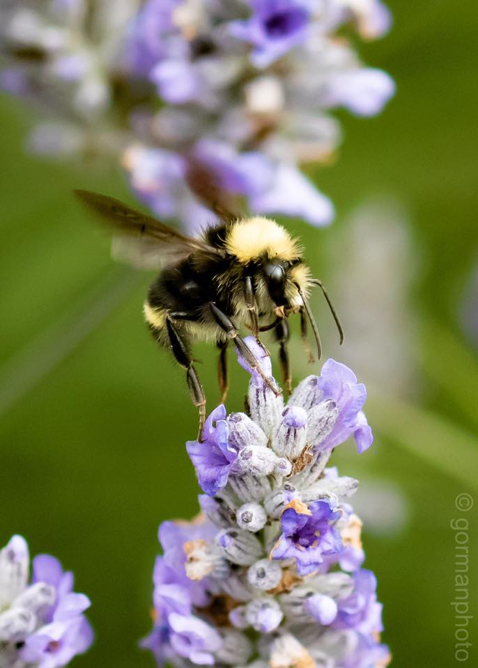 Bee - Image by Steve Gorman